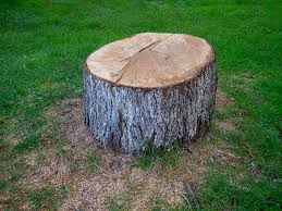 Best Arborist Consultation Services  in Walnut Creek, CA