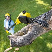 Best Leaf Removal  in Walnut Creek, CA