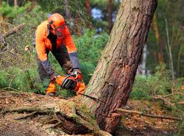 Best Tree and Shrub Care  in Walnut Creek, CA