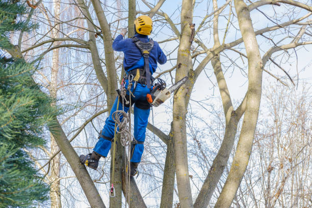 Best Aeration Services  in Walnut Creek, CA