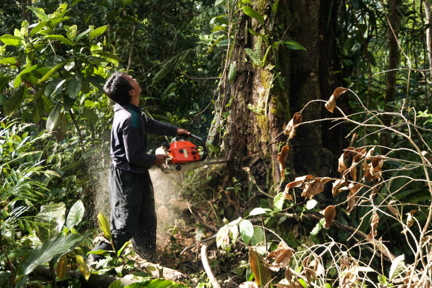 Best Tree Risk Assessment  in Walnut Creek, CA