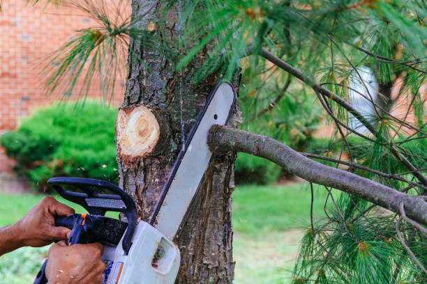 How Our Tree Care Process Works  in  Walnut Creek, CA